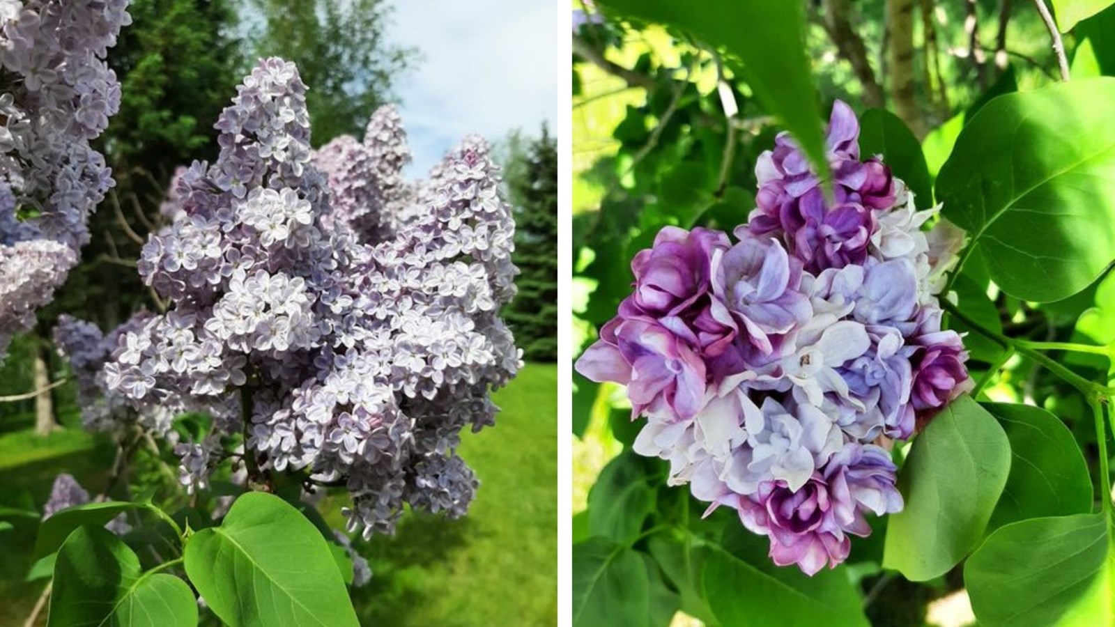 Galerie 3 : les plus belles photos de tulipes et de lilas