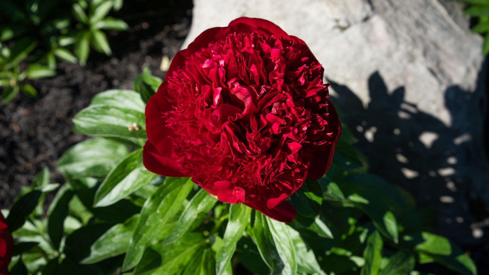 Les pivoines fleurissent bien au parc Veilleux