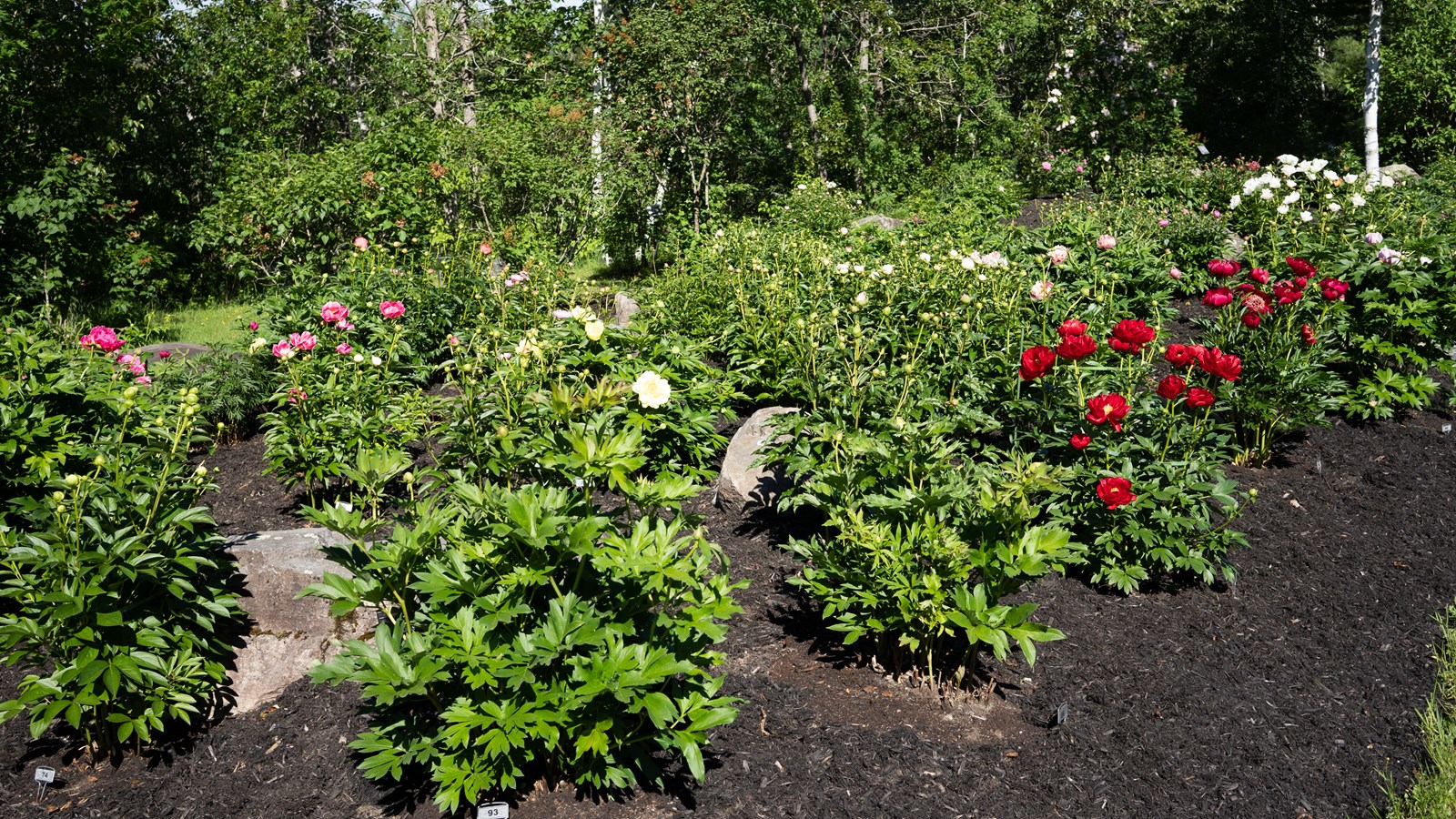 Les pivoines fleurissent bien au parc Veilleux