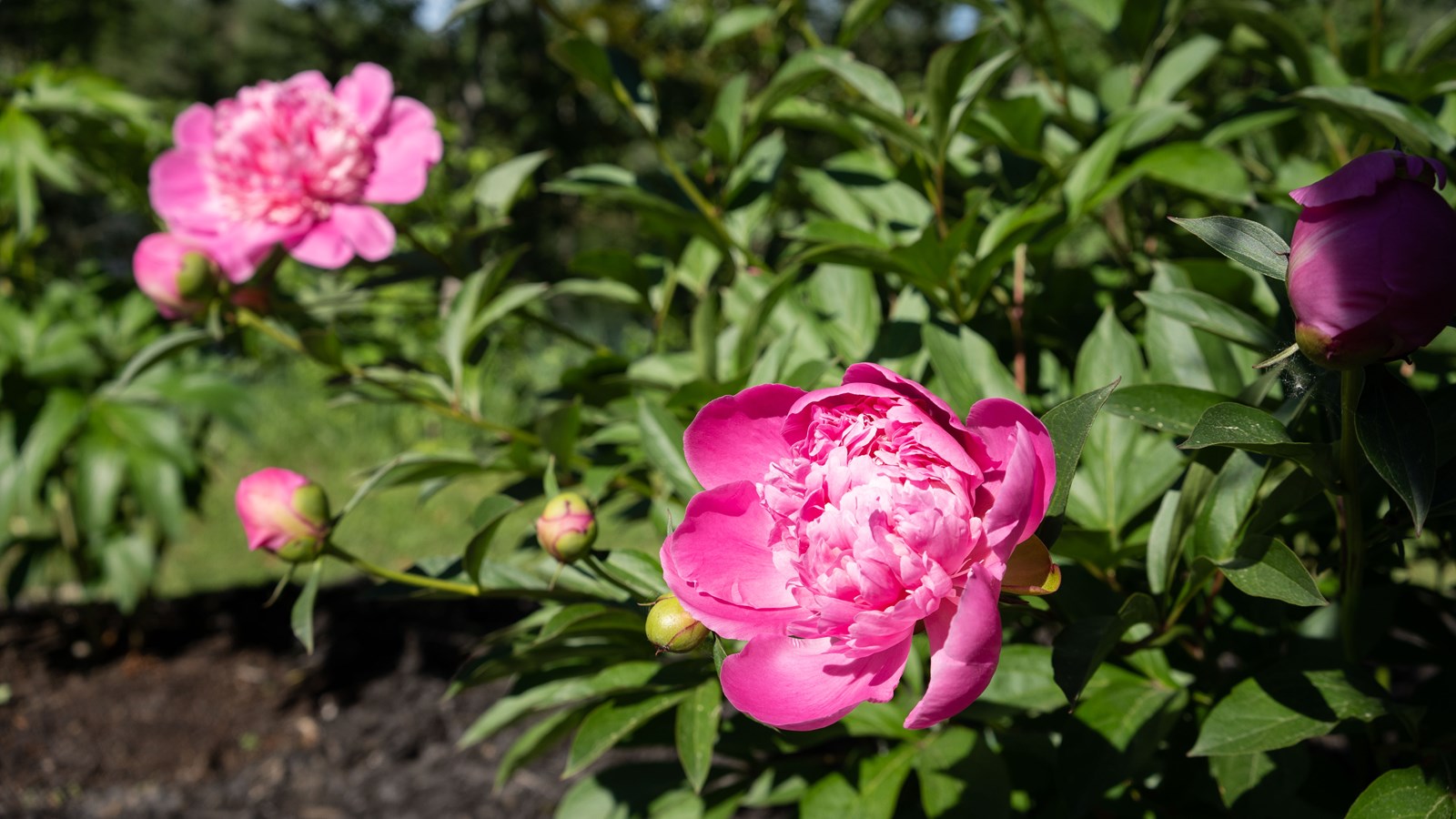 Les pivoines fleurissent bien au parc Veilleux