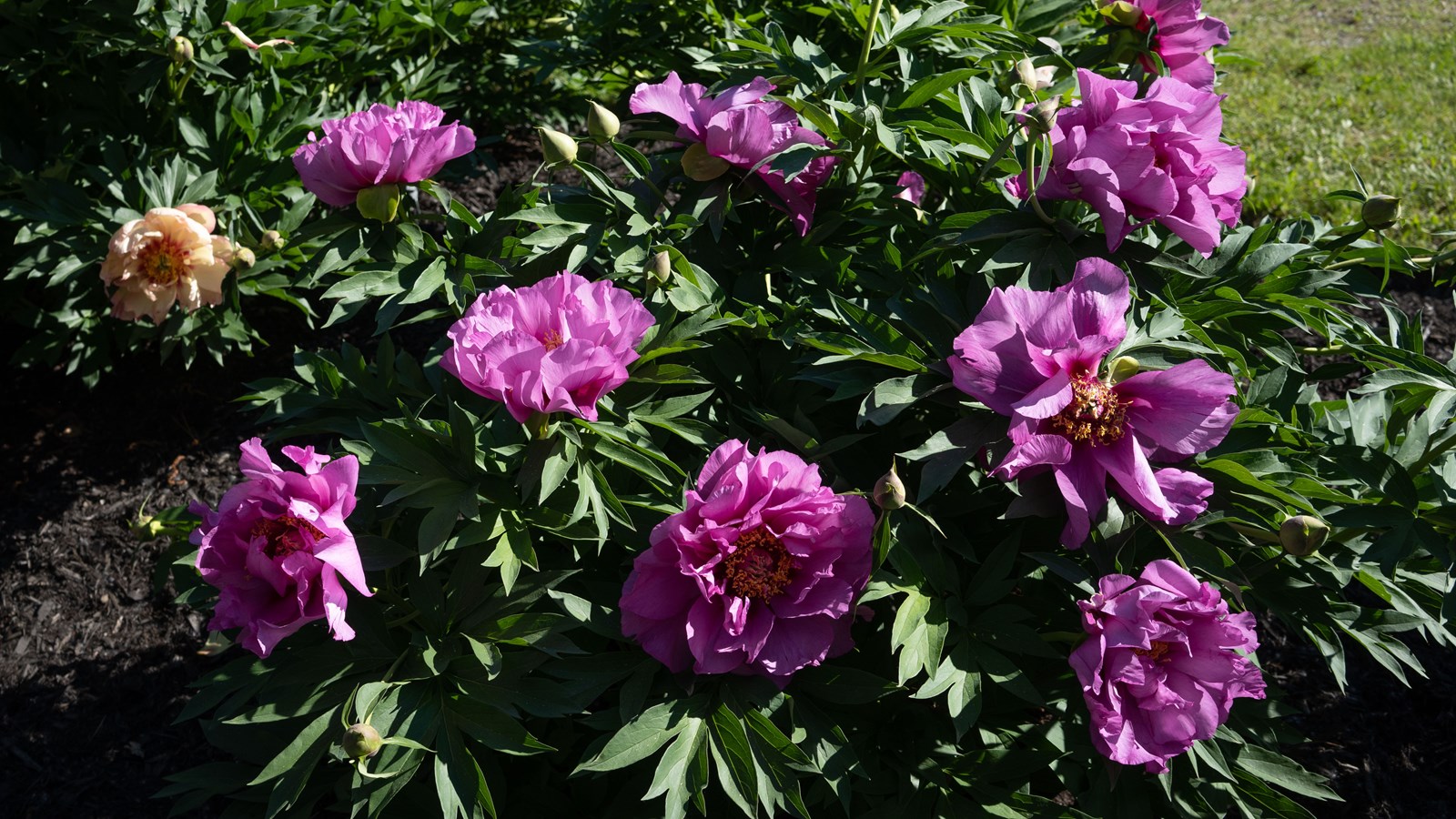Les pivoines fleurissent bien au parc Veilleux