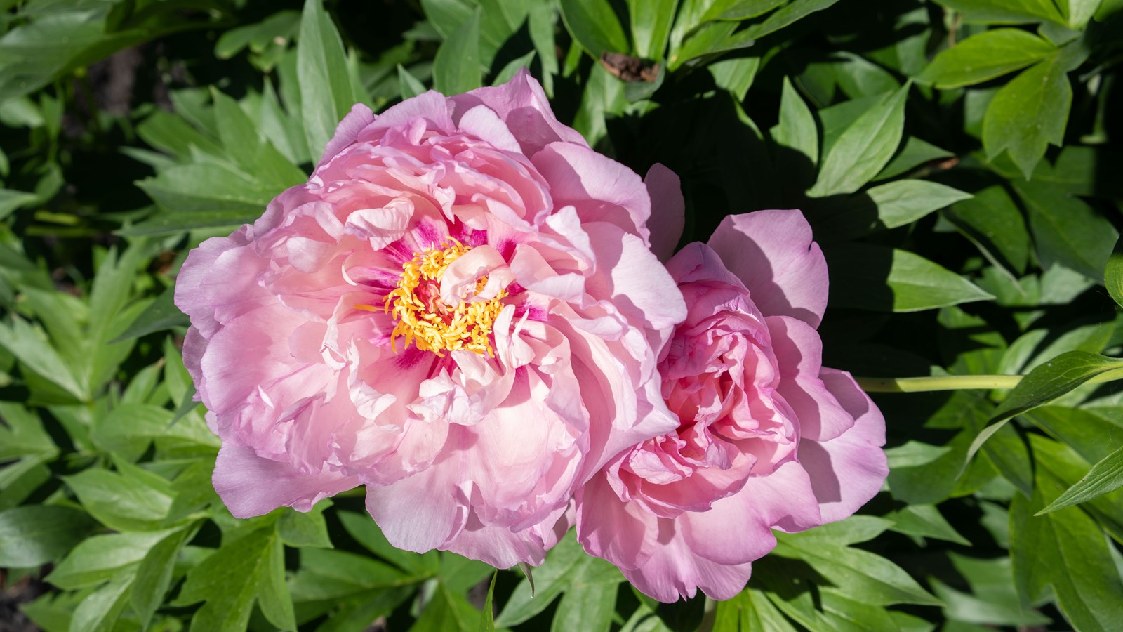 Les pivoines fleurissent bien au parc Veilleux