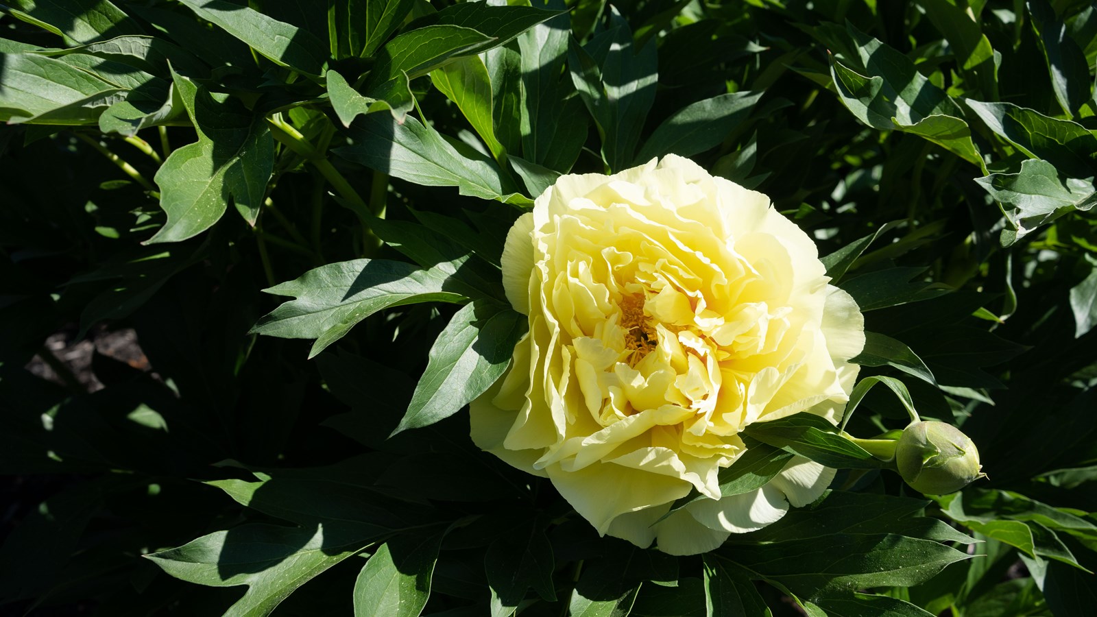 Les pivoines fleurissent bien au parc Veilleux