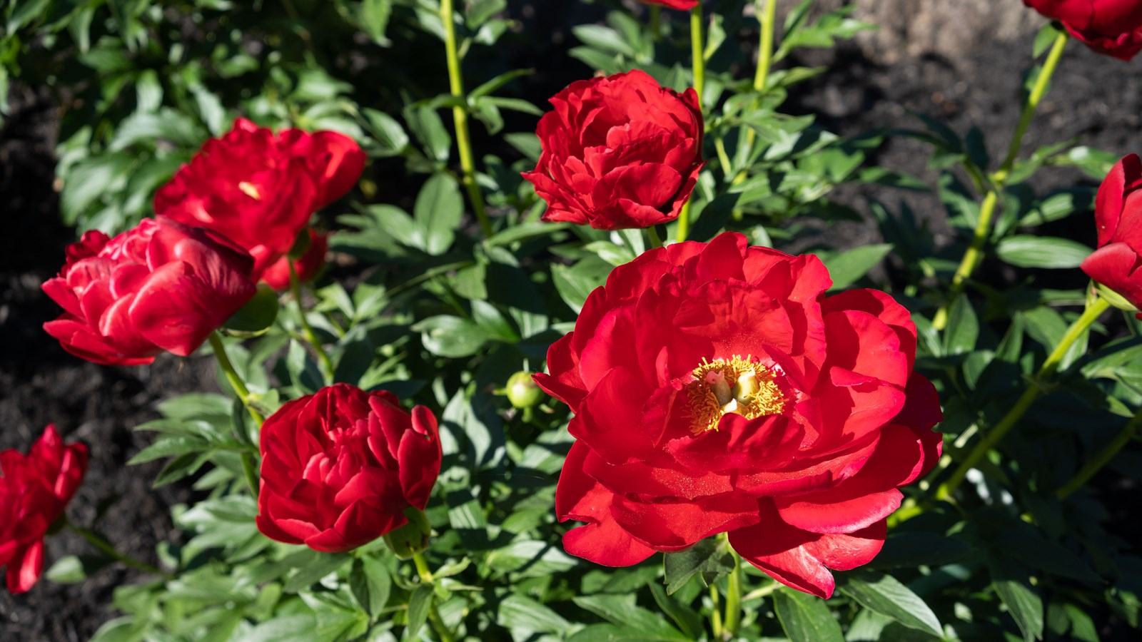 Les pivoines fleurissent bien au parc Veilleux