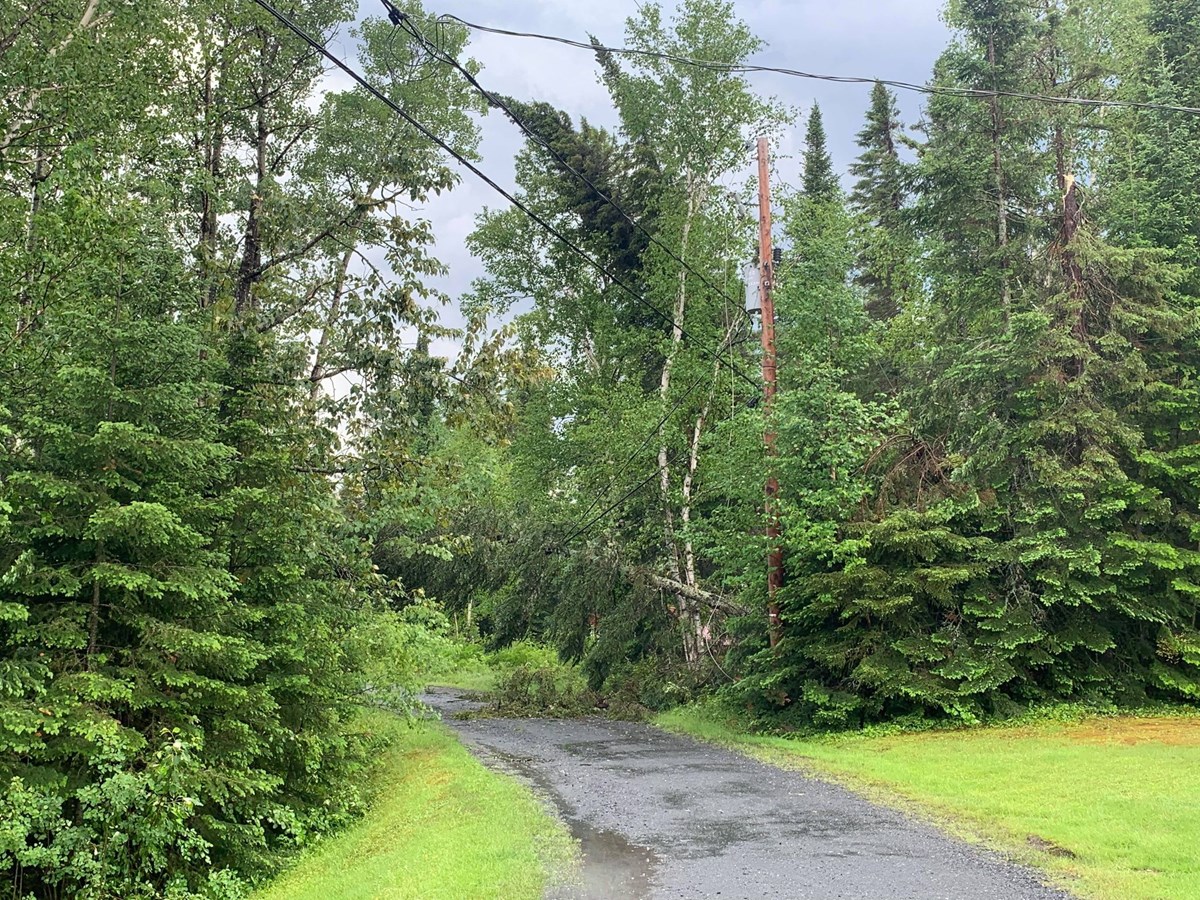 Un violent orage fait tomber les arbres à Saint-Côme-Linière