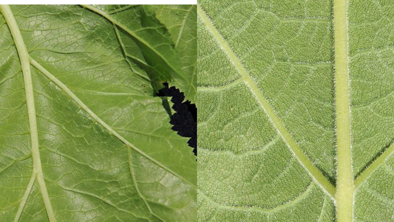 À gauche: la feuille de la berce du Caucase. L'envers des feuilles est lisse ou légèrement écailleux.
À droite: La feuille de la berce laineuse. L’envers des feuilles a une texture feutrée, abondamment recouverte de poils blancs, souples et laineux.