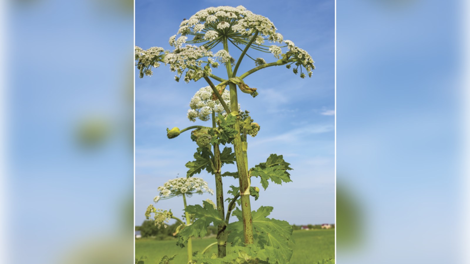 Plante adulte de la berce du Caucase.