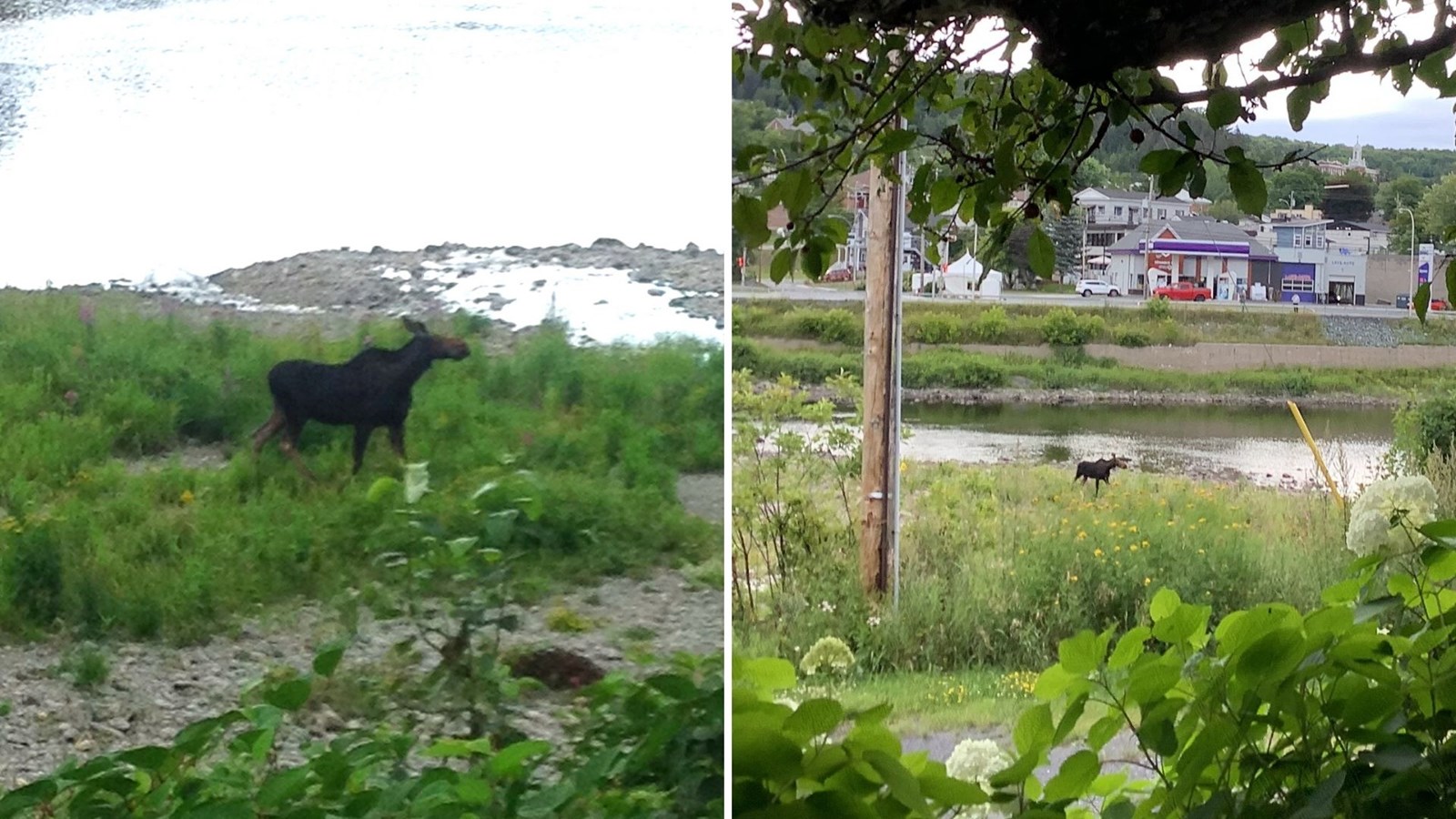 Un bel orignal en visite à Beauceville