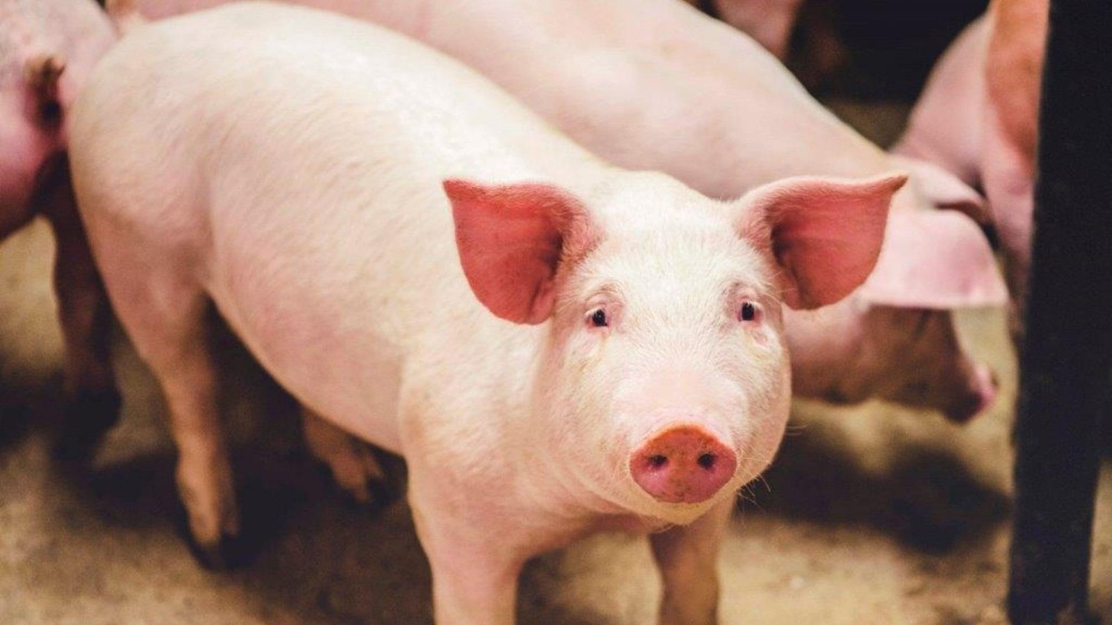Un ultime cri du cœur lancé par les éleveurs de porc du Québec