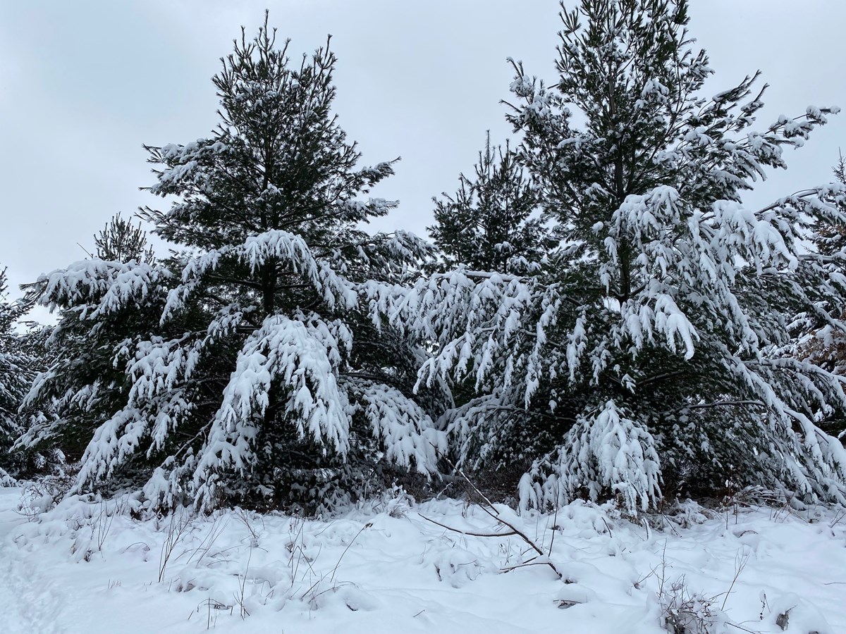Galerie 1 : l'hiver beauceron