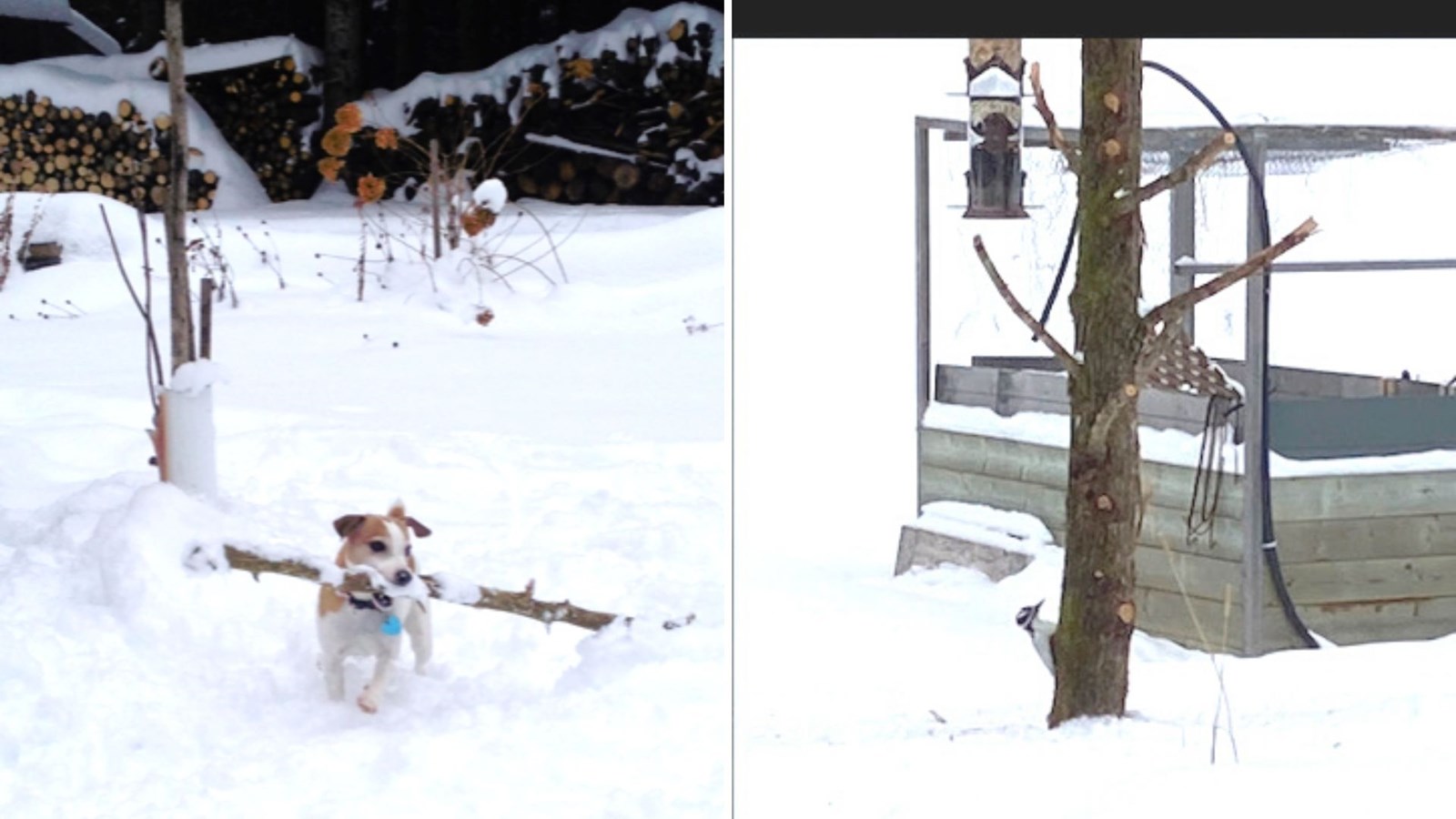 Galerie 2 : l'hiver beauceron
