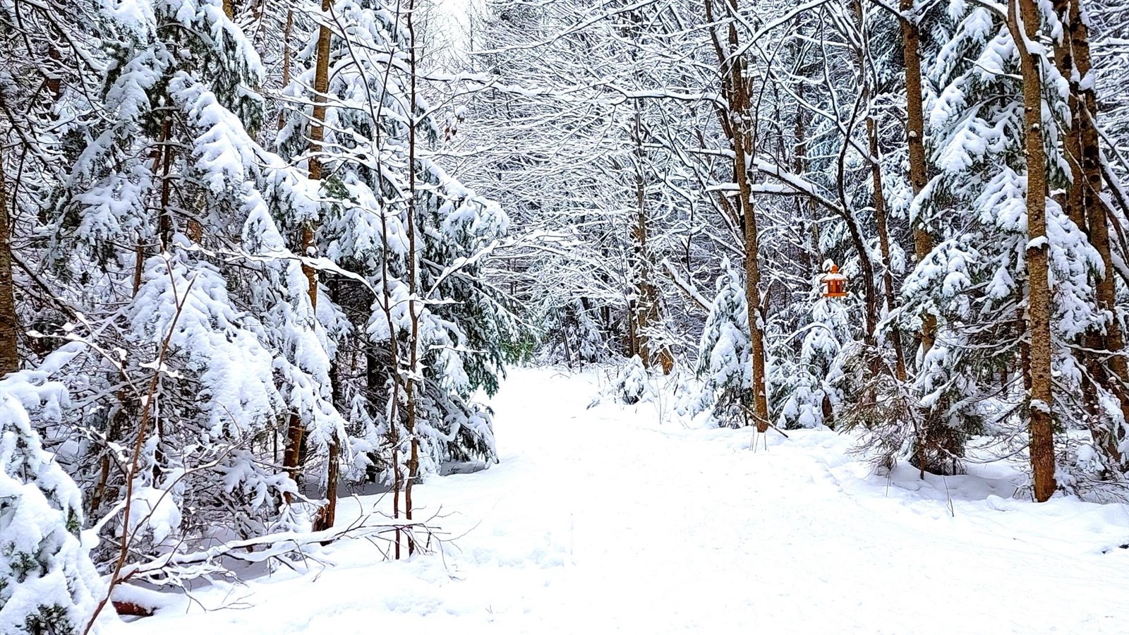 Galerie 2 : l'hiver beauceron