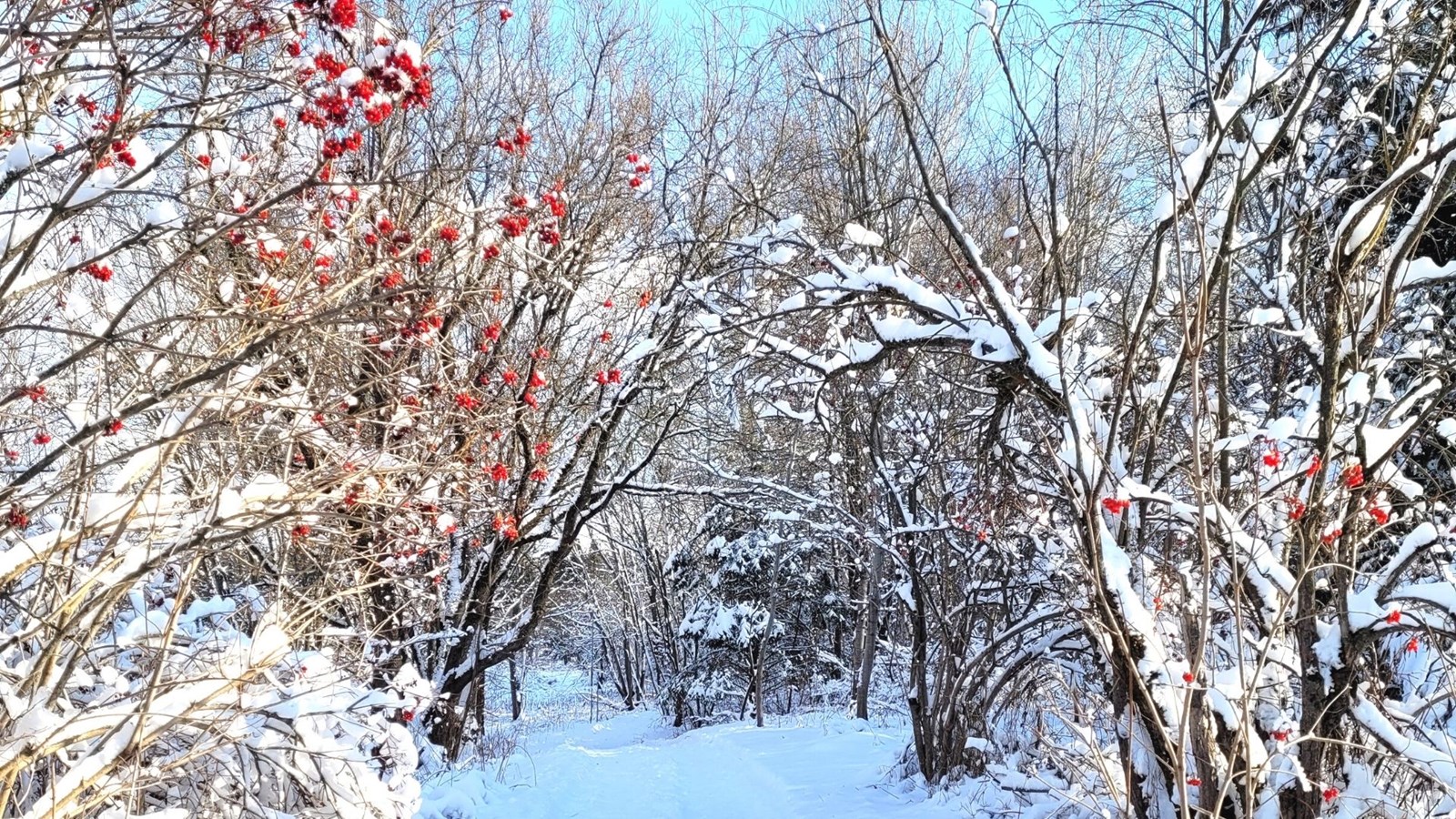 Galerie 3 : l'hiver beauceron