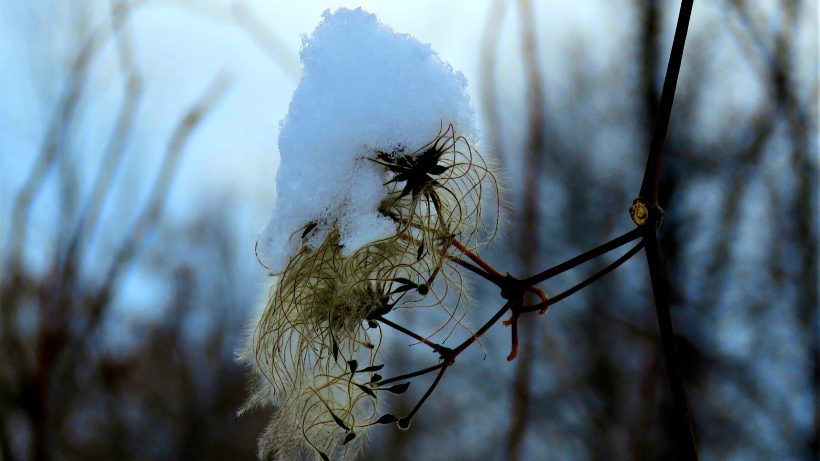 Galerie 3 : l'hiver beauceron