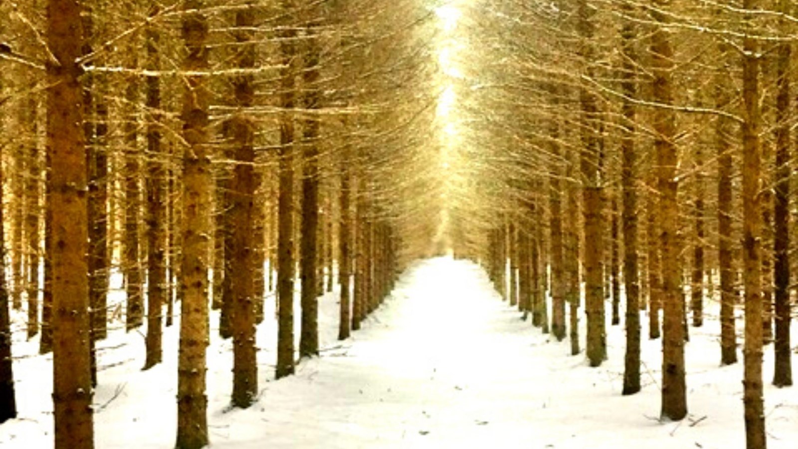 Galerie 3 : l'hiver beauceron