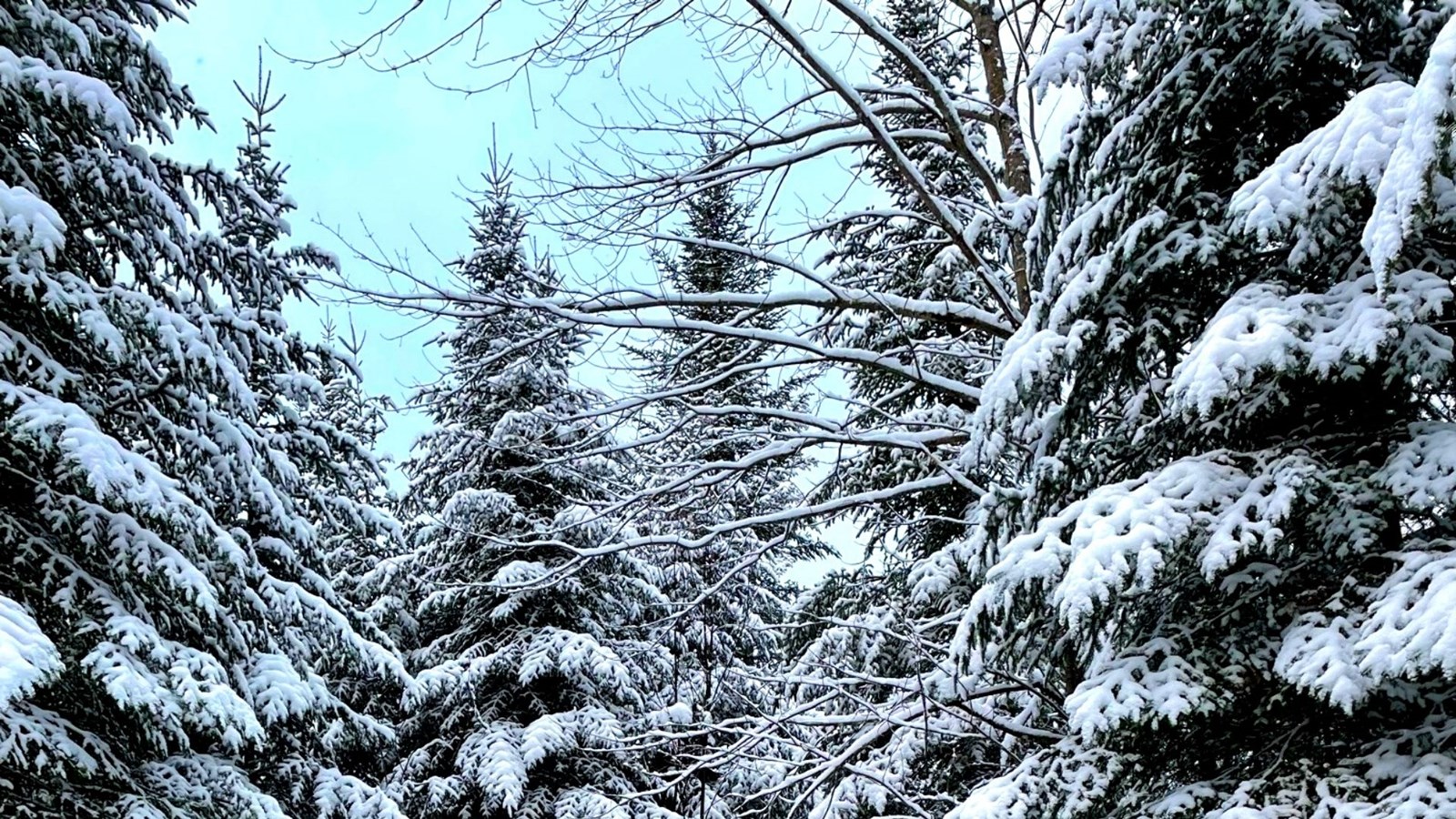 Galerie 4 : l'hiver beauceron