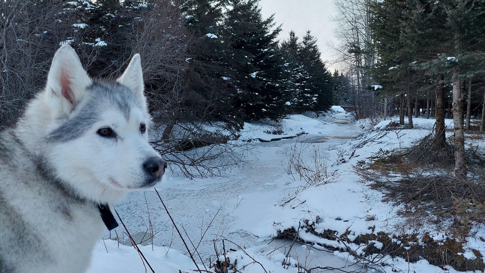 Galerie 5 : l'hiver beauceron