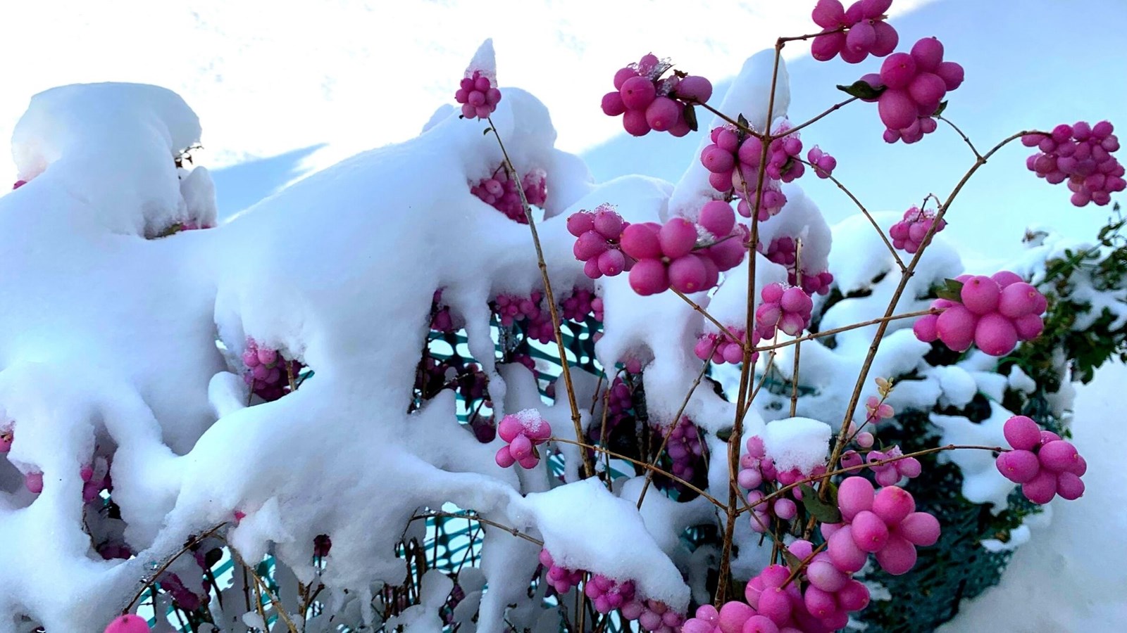 Galerie 6 : l'hiver beauceron