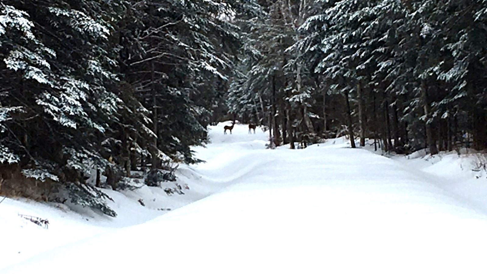 Galerie 6 : l'hiver beauceron