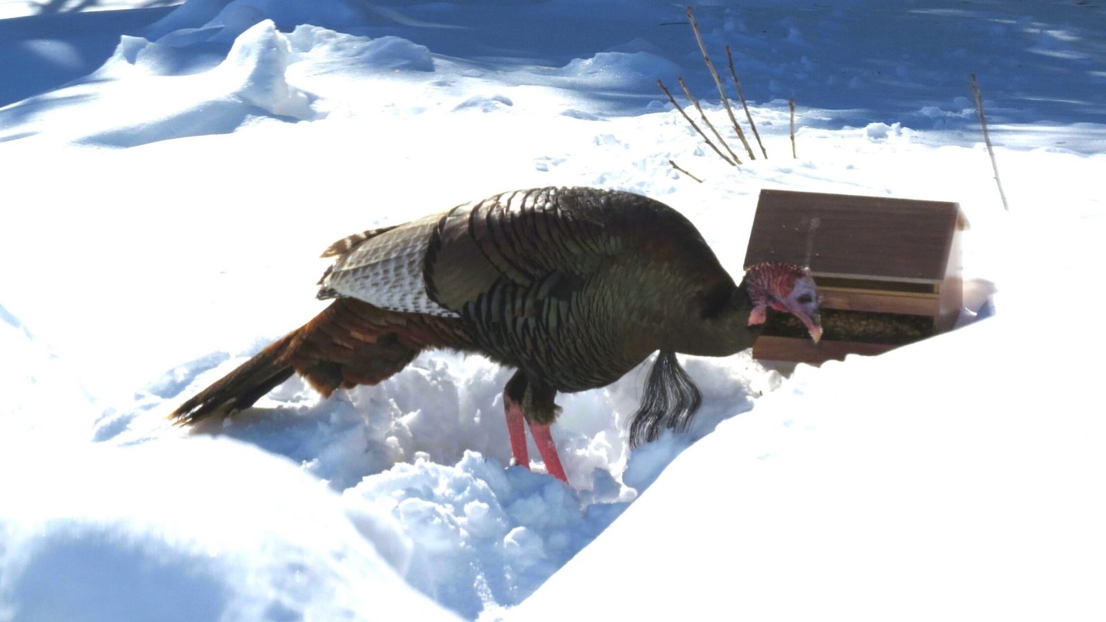 Galerie 8 : l'hiver beauceron