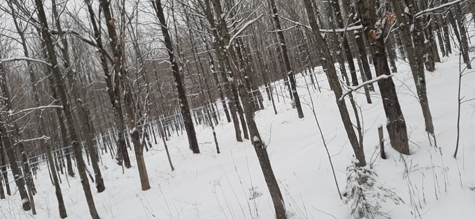 Galerie 9 : l'hiver beauceron
