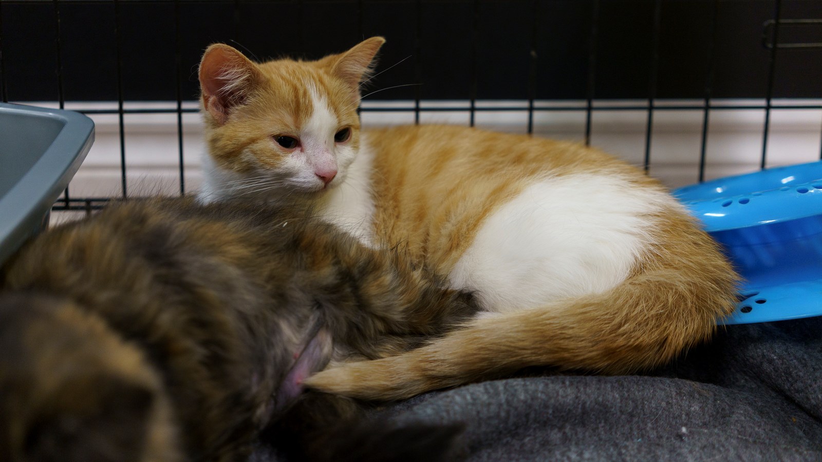 Refuge ami-maux: neuf chats ont trouvé une nouvelle famille