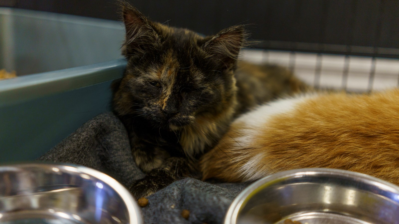 Refuge ami-maux: neuf chats ont trouvé une nouvelle famille