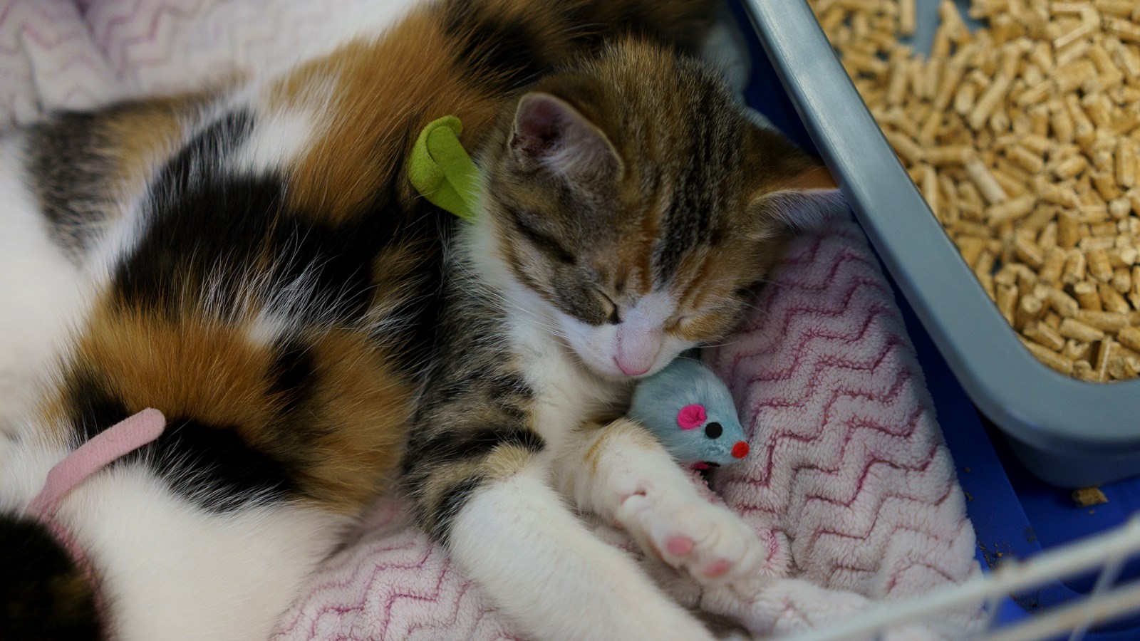 Refuge ami-maux: neuf chats ont trouvé une nouvelle famille