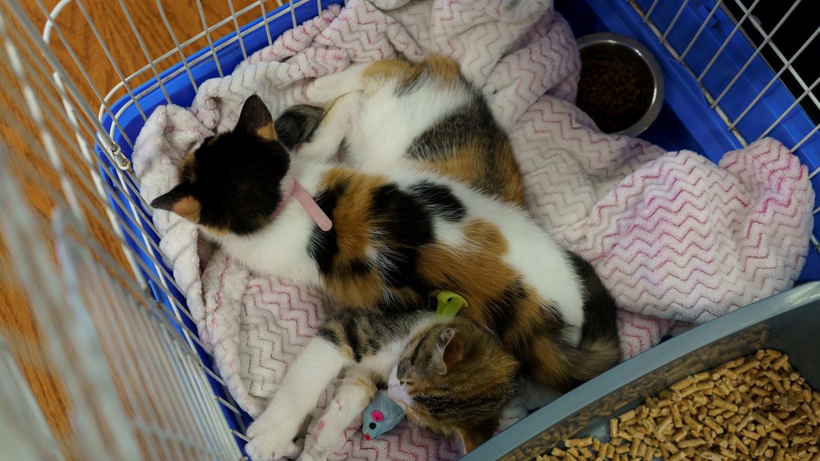 Refuge ami-maux: neuf chats ont trouvé une nouvelle famille