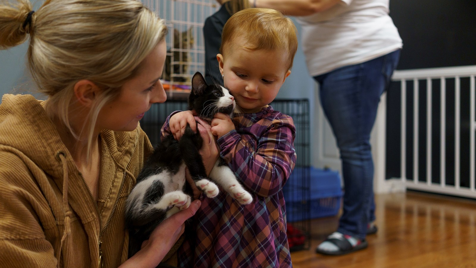 Refuge ami-maux: neuf chats ont trouvé une nouvelle famille