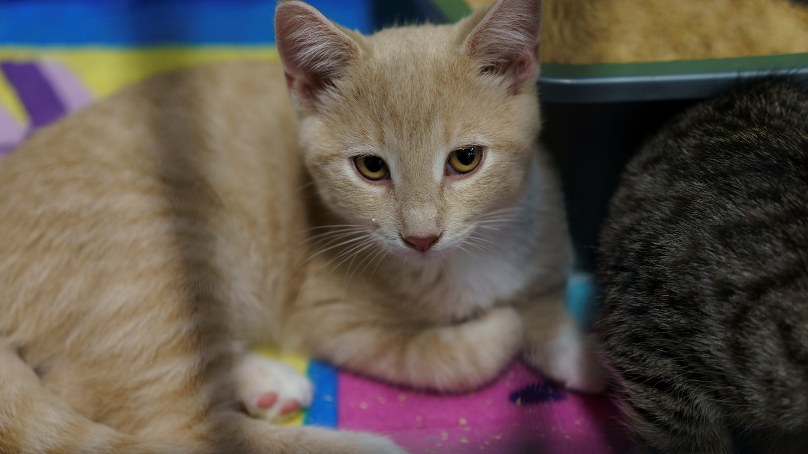 Refuge ami-maux: neuf chats ont trouvé une nouvelle famille