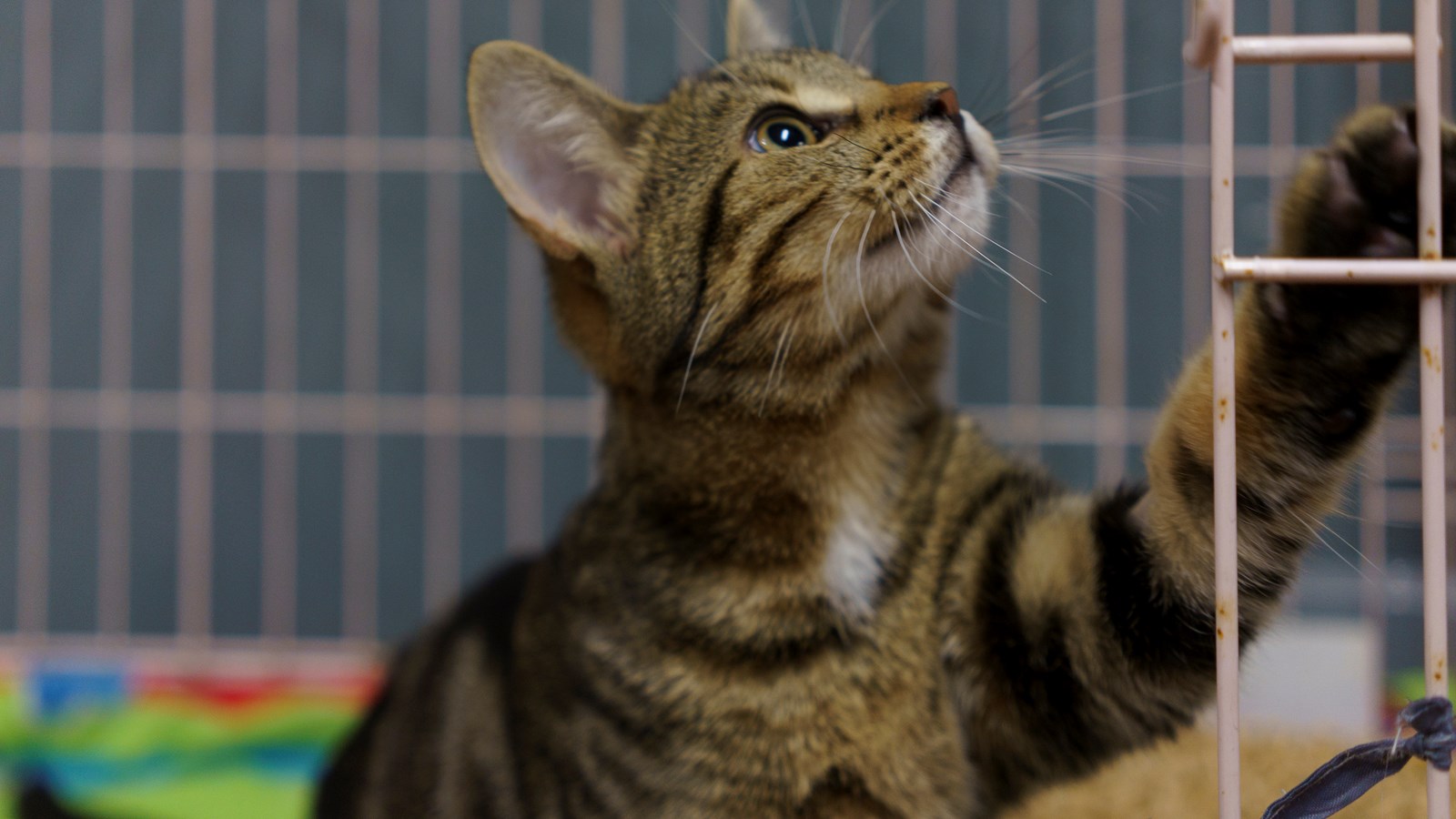 Refuge ami-maux: neuf chats ont trouvé une nouvelle famille