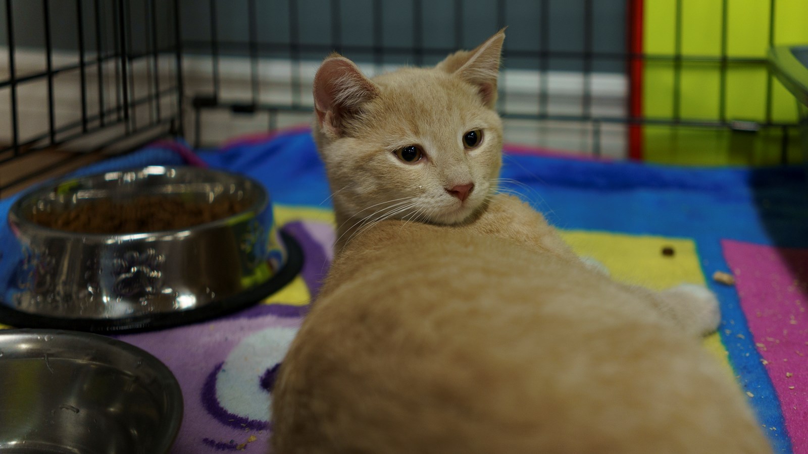 Refuge ami-maux: neuf chats ont trouvé une nouvelle famille