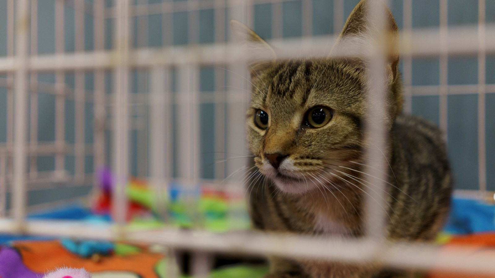 Refuge ami-maux: neuf chats ont trouvé une nouvelle famille