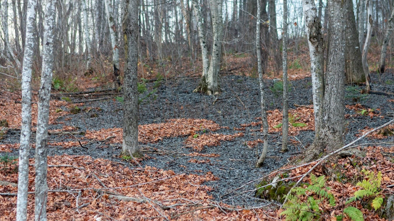 Feu de forêt à Saint-Odilon-de-Cranbourne