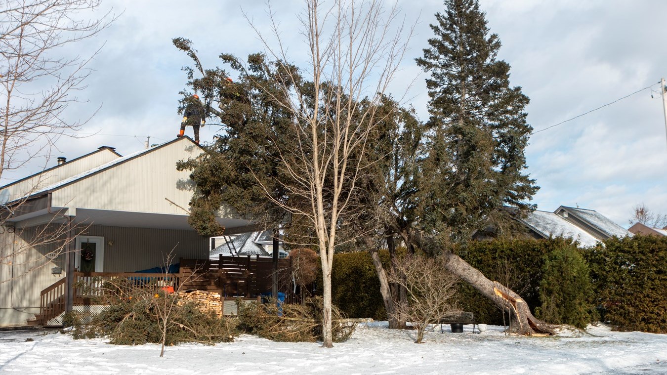 Arbre tombé sur une résidence de la 12e avenue à Saint-Georges