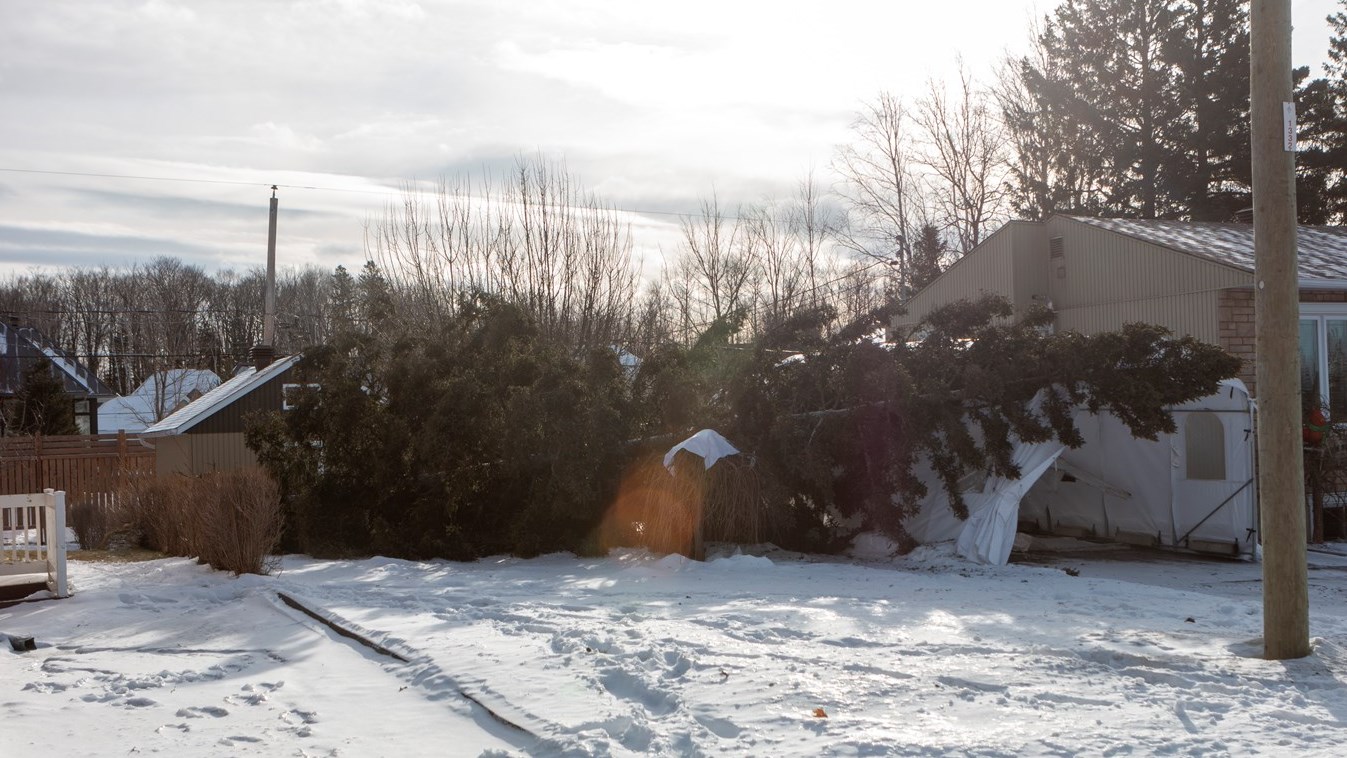 Arbre tombé sur un abri tempo de la 159e rue à Saint-Georges