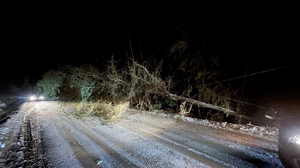Arbre tombé sur des fils dans le 1er rang de Shenley nord à Saint-Martin
