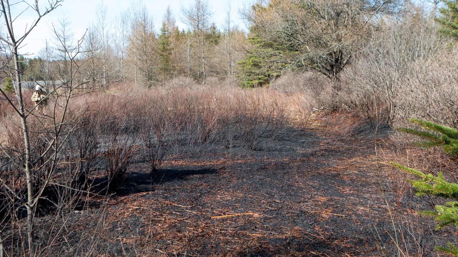 Feu de broussaille allumé par des étincelles électriques