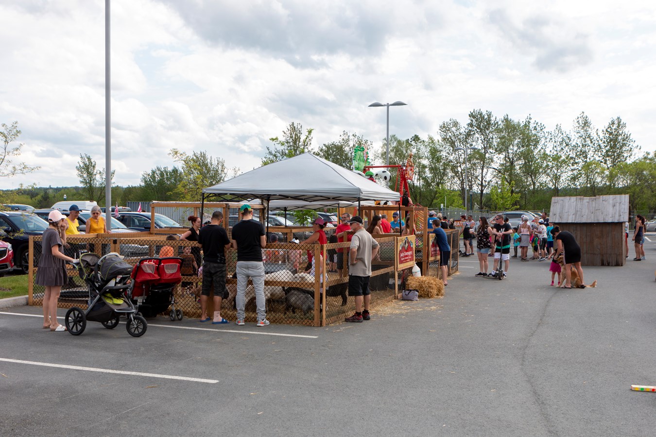 Festival beauceron de l'érable: plus de 14 000 participants