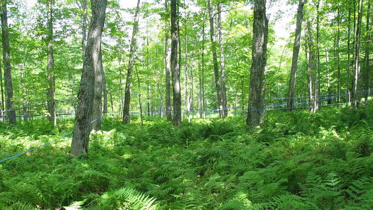 Des conférences acéricoles et des journées terrain