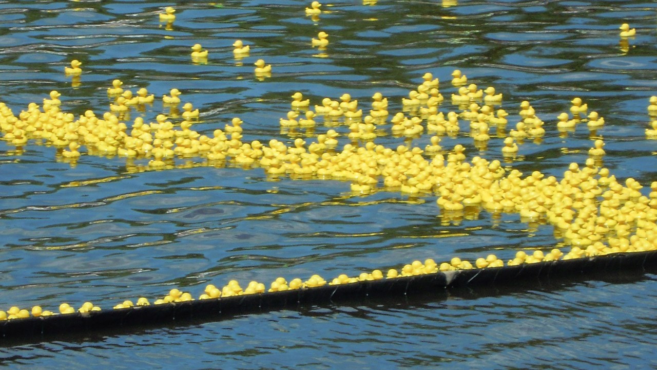 La Grande course des petits canards est de retour