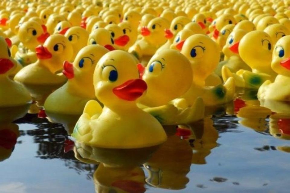 La Grande course des petits canards est de retour