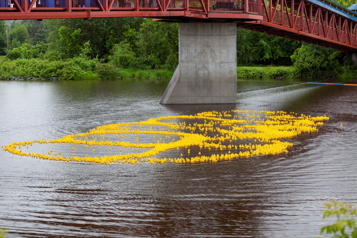 La Grande course des petits canards récolte plus de 21 000$