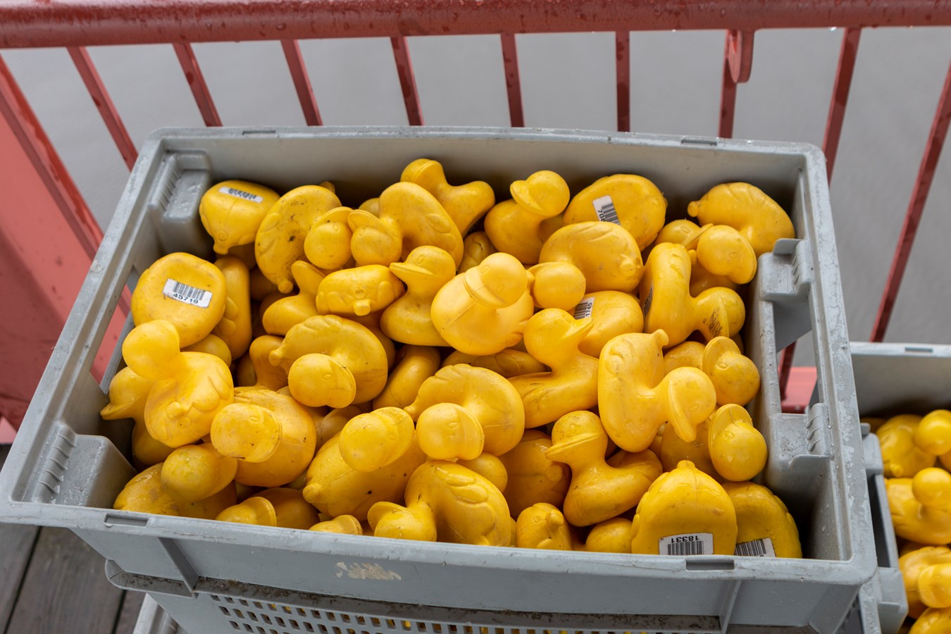 La Grande course des petits canards récolte plus de 21 000$