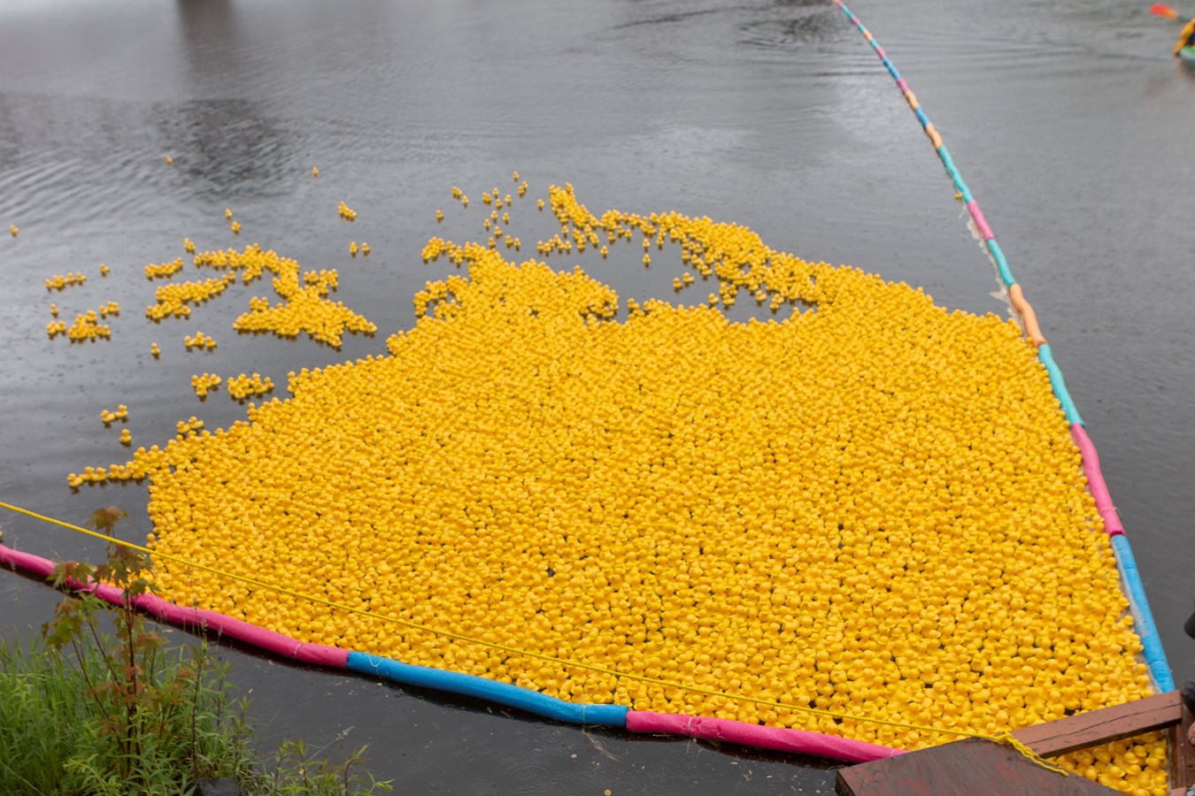 La Grande course des petits canards récolte plus de 21 000$