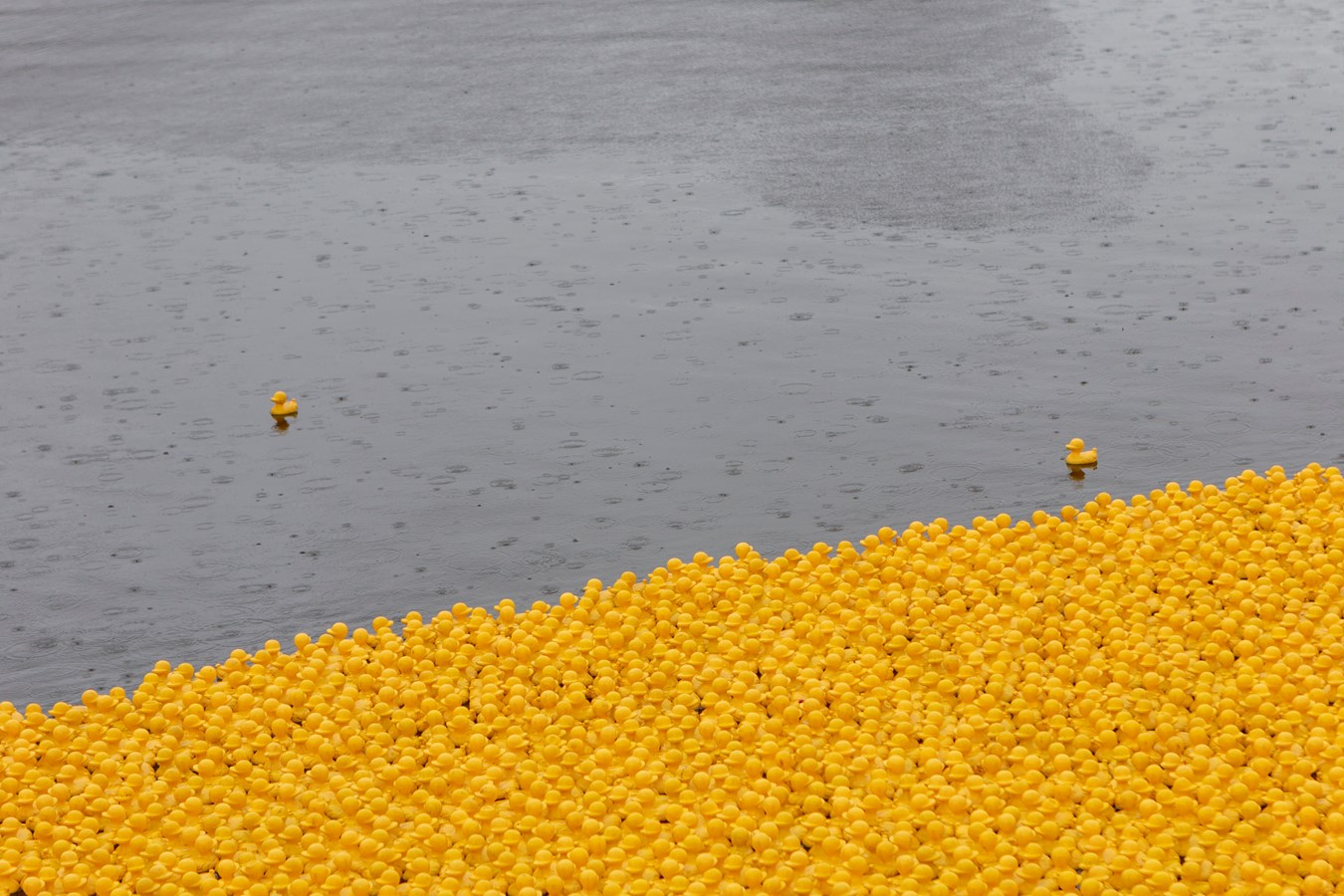 La Grande course des petits canards récolte plus de 21 000$