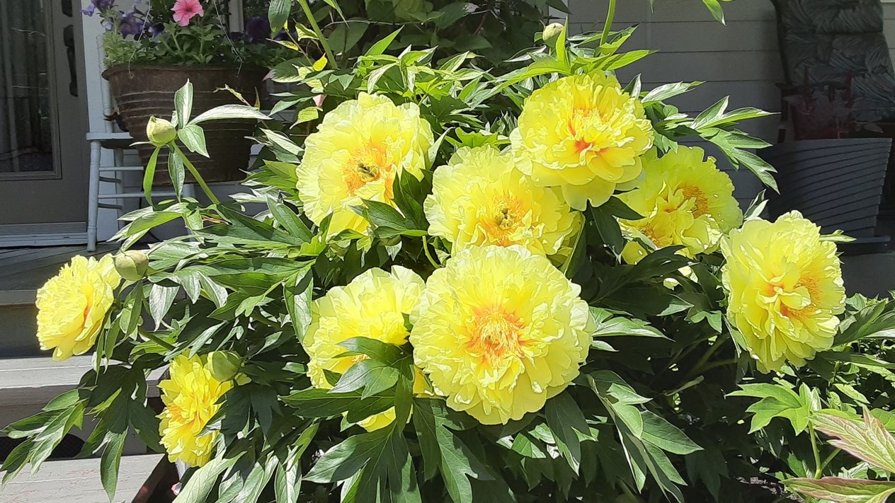 « Mon plant de pivoines, elles sont magnifiques. »