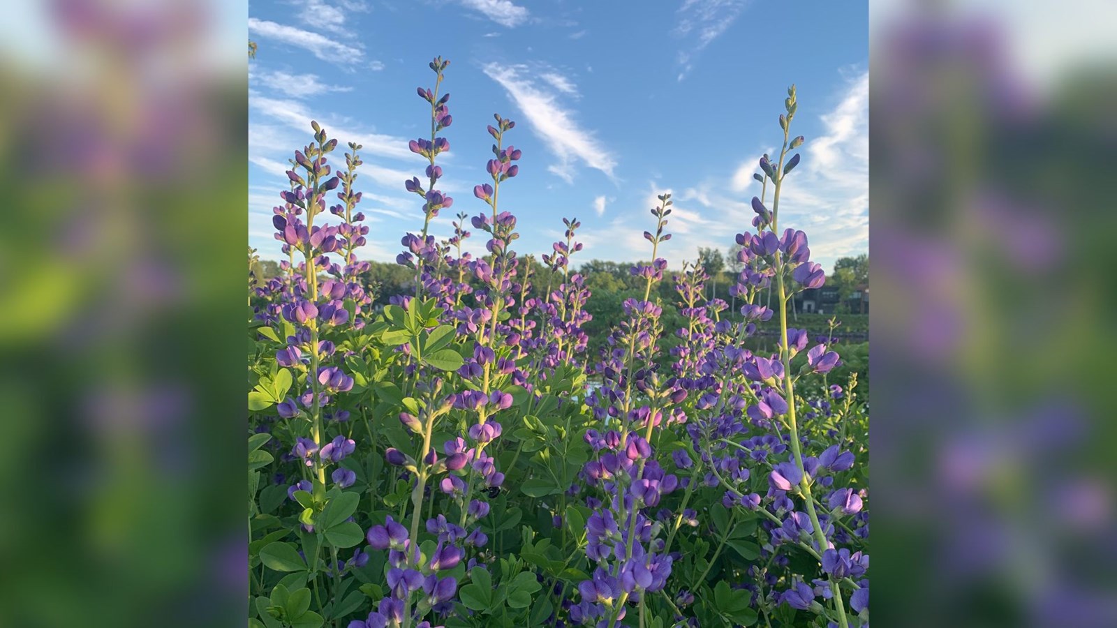 Fleurs bleues aux passerelles - St Georges