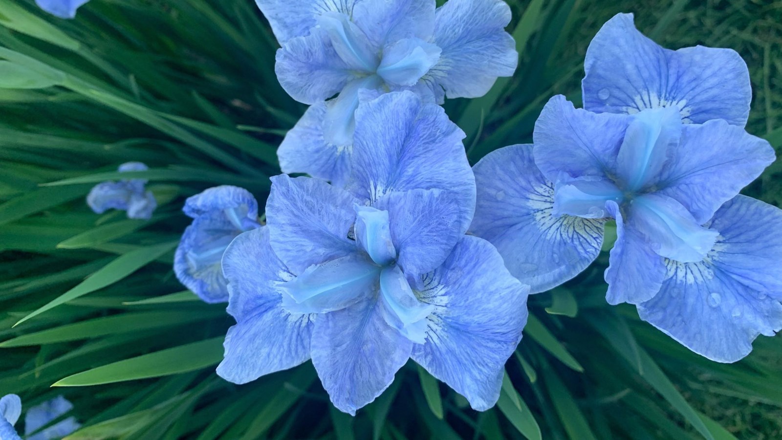 Iris bleus aux passerelles - St Georges